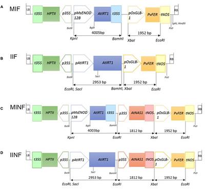 Enhanced Grain Iron Levels in Rice Expressing an IRON-REGULATED METAL TRANSPORTER, NICOTIANAMINE SYNTHASE, and FERRITIN Gene Cassette